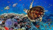 Marsa Alam Diving Expedition