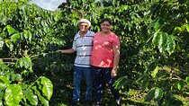 Café Experience in Bijagua 