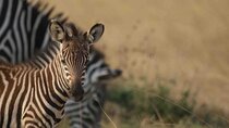 Full Day Private Akagera National Park Safari Tour in Rwanda 