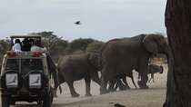 4-Day Tarangire, Serengeti, Ngorongoro Crater