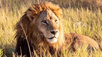 Nairobi National Park and Giraffe Center Private Tour