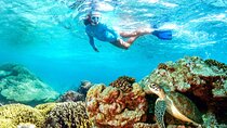 Full Day Snorkeling with Turtles in Sharm El Naga from Hurghada