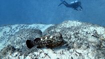 Discover Scuba Diving in Costa Calma