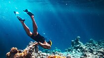 Private Full Day Snorkeling in Abu Dabbab From Port Ghalib