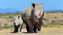 Half Day Private Tour in Nairobi National Park with Admission