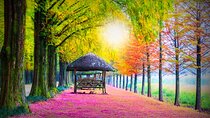 Private Tour Nami Island,Petite France,The Garden of Morning Calm