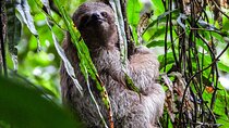 Guanacaste Rainforest Safari with Meal