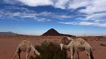 ‏Wadi Rum trip from Aqaba, round trip, includes a 2 -hour jeep