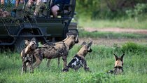 4-Day Serengeti, Ngorongoro & Tarangire Private Camping Tour