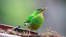 Cali: Bird Watching | Birding in the cloud forest at kilometer 18
