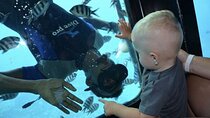 Snorkeling and Semi-Submarine Tour in Hurghada
