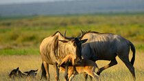 5 Days of Safari, Culture & Hot Springs – Tour from Arusha