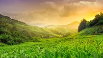 Full Day Cameron Highland Private Tour 