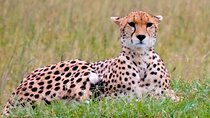 8 Day Bush and Beach Private Holiday Safari