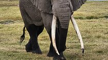11 Days Private Tour to Explore Amboseli and Samburu