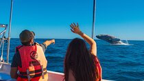 Whale Watching Experience in Cabo San Lucas 2 hours 