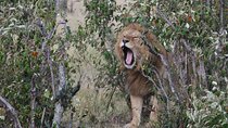 Game Drive To Nairobi National Park With 4*4 Vehicle