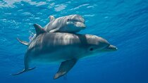 Dolphin House Hurghada Full day with Snorkel, Lunch &Transfer