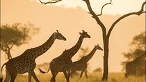 Full Day Safari Tour at Mikumi National Park from Zanzibar 