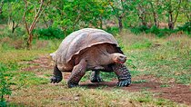 8 Day Galapagos Island Hopping