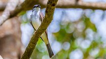 Full Day Private Bird-watching Tour in Phulchoki