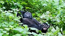 3 Days Gorilla and Chimpanzee Trekking in Uganda
