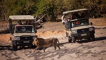  Chobe Day Trip From Victoria Falls