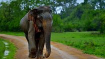 5 days 4 nights Exotic Sri Lanka