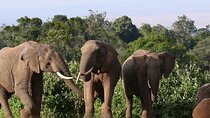 Scenic Day Trip to Aberdares National Park