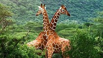 Giraffe Center and Karen Blixen Museum Guided Tour