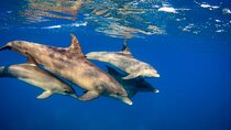 Half Day Private Tour Dolphin Watching And Snorkeling