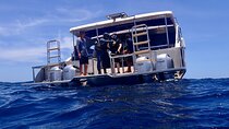 Diving in Koh Tao