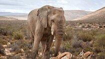 Private Big 5 Safari at Aquila Game Reserve from Cape Town