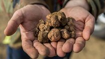 Truffle Hunting with Lunch and Chianti Tasting from Pisa