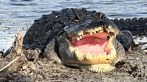  Private Guided Airboat Tour in Everglades, Fort Lauderdale
