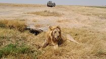 5 Days Private Tour in Tanzania Midrage Safari