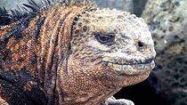 6 Days Galapagos Island Hopping