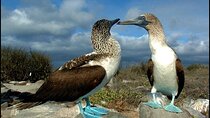 9 Days Galapagos Island Hopping