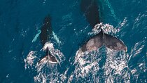 Whale Watching Galle with Pickup & Drop