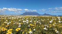 Full Day Private Tour in Cape Town. With free photo shoot.