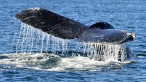 Whale Watching from Hikkaduwa with Pickup & Drop