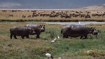 Tanzania WildQuest Safari Custom Private Tour