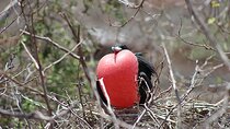 7-Days Galapagos Island Hopping Tour in Ecuador