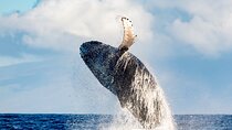 2 Hour Waikiki Whale Watching in Honolulu