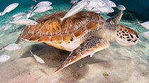 Private Tour Moalboal Island Hopping Pescador Island Sardines