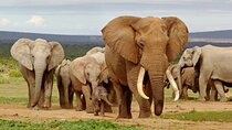Elephant Safari Adventure: Addo National Park Excursion