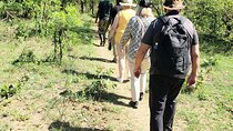 A Walking Safari 