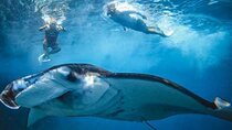 Nusa Penida Aquatic Bliss Unforgettable Snorkeling Adventure