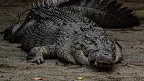 Hartleys Crocodile Adventures Plus Return Port Douglas Transfers