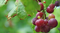 Wine Flavours & tasting, Skywalk and 4x4 Jeep Adventures